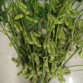 海南春豐早-毛豆種子
