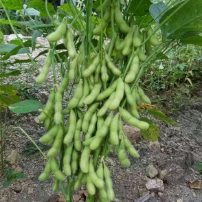 海南滬寧95-1-毛豆種子
